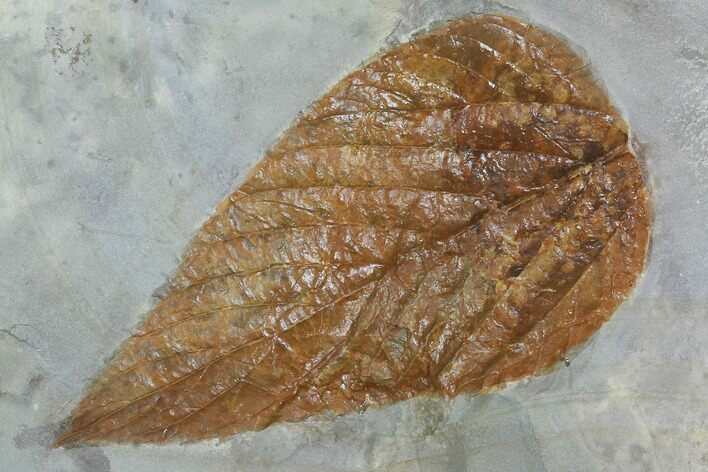 Fossil Hackberry (Celtis) Leaf - Montana #102279